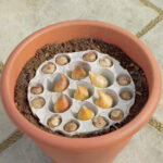 Bulbos Narciso y Scilla Bio Ready to Plant Paso 1