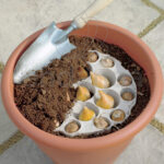 Bulbos Narciso y Scilla Bio Ready to Plant Paso 2