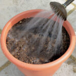 Bulbos Narciso y Scilla Bio Ready to Plant Paso 3
