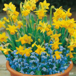 Bulbos Narciso y Scilla Bio Ready to Plant