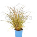 Carex Km0 Planta de Exterior