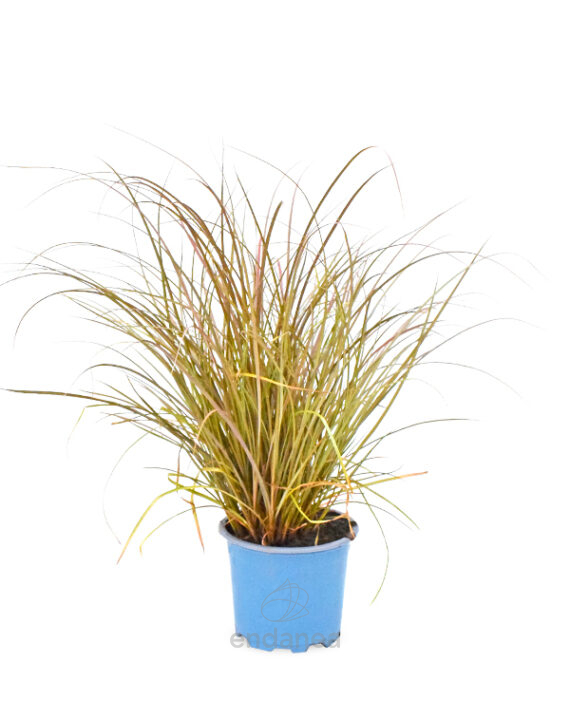 Carex Km0 Planta de Exterior