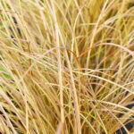 Carex Km0 Planta de Exterior
