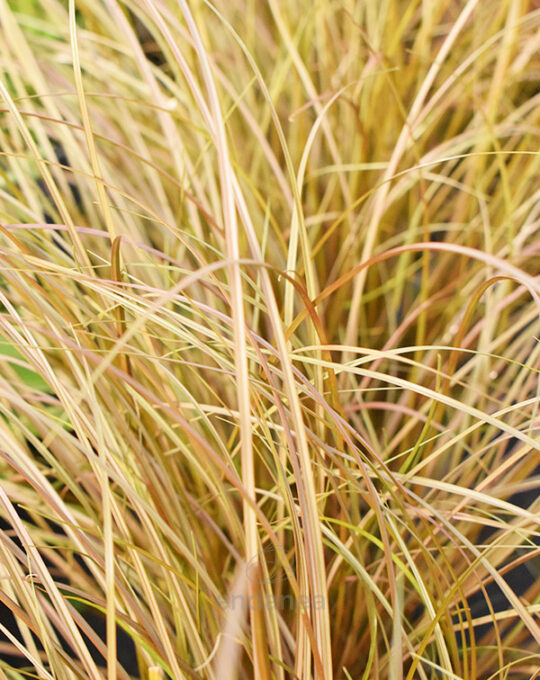 carex-km0-planta-de-exterior-detalle