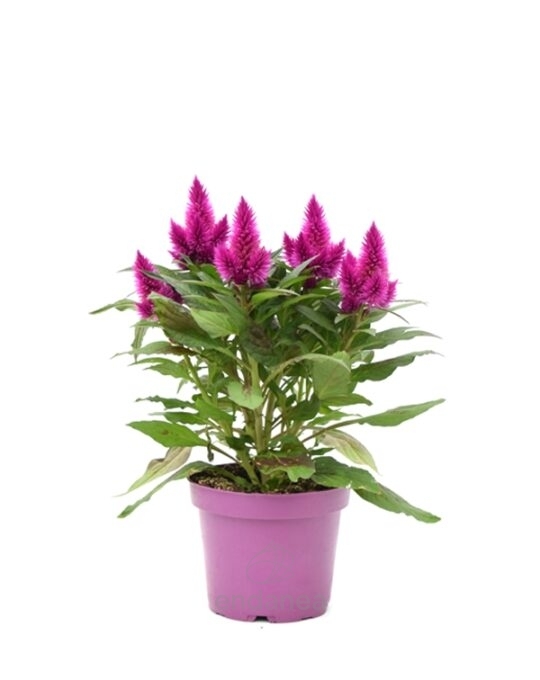 celosia-deep-purple-plantas-de-exterior
