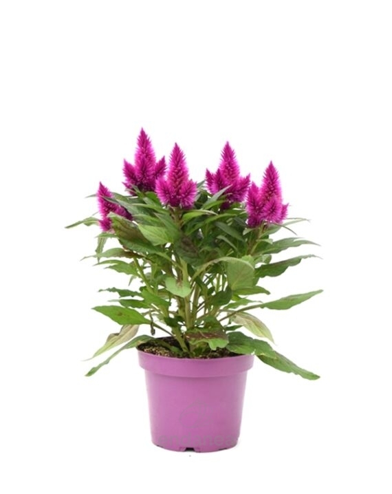 Celosía Deep Purple Planta de Exterior