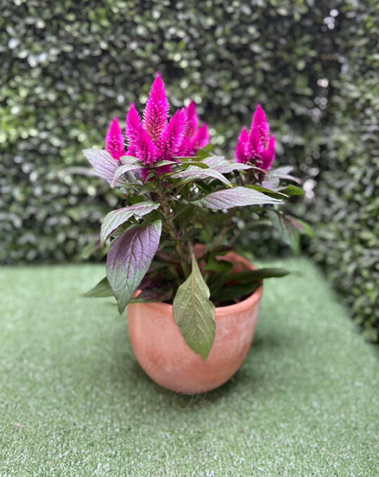 celosia-deep-purple-plantas-de-exterior-decoracion