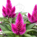 Celosía Deep Purple Planta de Exterior