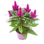 Celosía Deep Purple Planta de Exterior