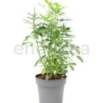 Choisya Ternata Naranjo Mexicano Planta de Exterior