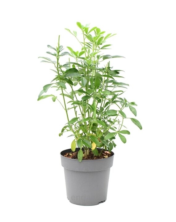 Choisya Ternata Naranjo Mexicano Planta de Exterior