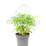 Choisya Ternata Brica Amarilla Naranjo Mexicano Planta de Exterior