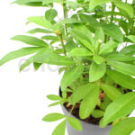 Choisya Ternata Brica Amarilla Naranjo Mexicano Planta de Exterior