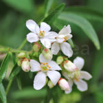 Choisya Ternata Naranjo Mexicano Planta de Exterior Flor Blanca