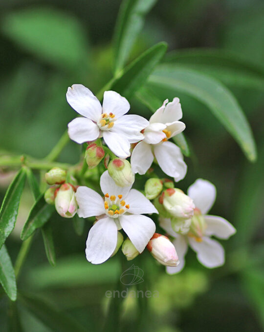 choisya-ternata-planta-exterior-flor-blanca