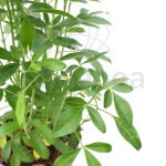Choisya Ternata Naranjo Mexicano Planta de Exterior