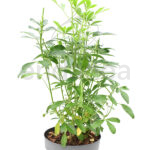 Choisya Ternata Naranjo Mexicano Planta de Exterior