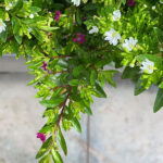 Cuphea Hyssopifolia Planta de Exterior Bicolor Rosa-Blanco