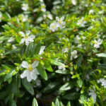 Cuphea Hyssopifolia Planta de Exterior Blanca