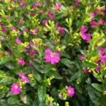 Cuphea Hyssopifolia Planta de Exterior Rosa