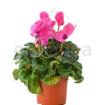 Cyclamen Planta de Exterior Otoño - Invierno