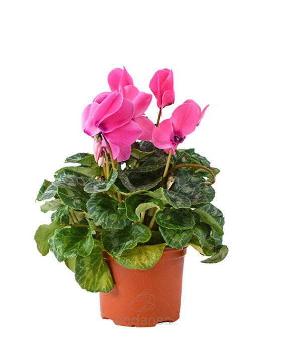 Cyclamen Planta de Exterior Otoño - Invierno