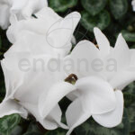 Cyclamen Planta de Exterior Otoño - Invierno Blanco
