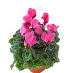 Cyclamen Planta de Exterior Otoño - Invierno