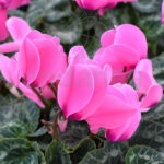 Cyclamen Planta de Exterior Otoño - Invierno Fucsia