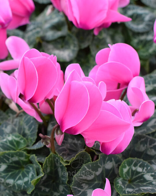 cyclamen-planta-exterior-otono-invierno-fucsia