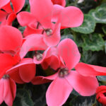 Cyclamen Planta de Exterior Otoño - Invierno Rojo