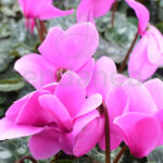 Cyclamen Planta de Exterior Otoño - Invierno Rosa