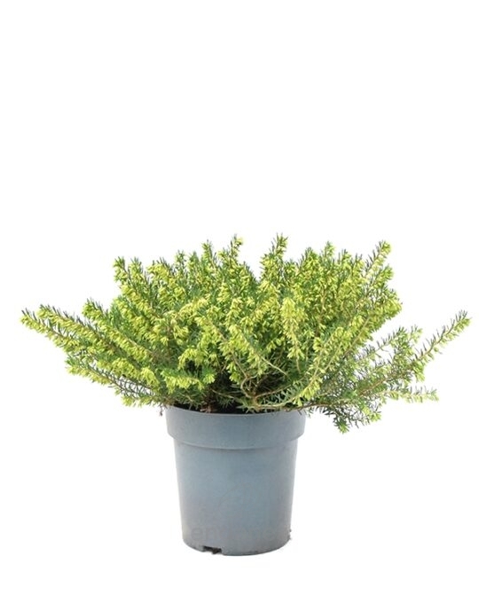erica-darleyensis-planta-de-exterior