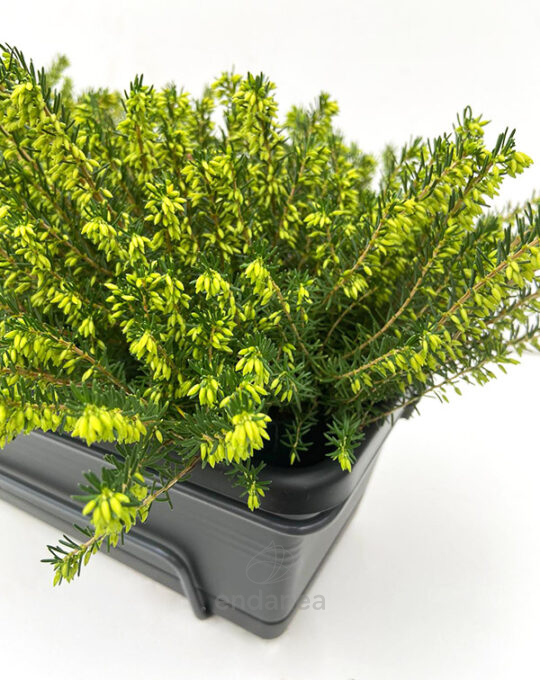 erica-darleyensis-planta-de-exterior-maceta
