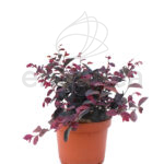 Loropetalum Chinensis Planta de Exterior Otoño-Invierno