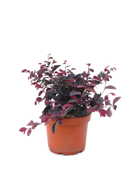 loropetalum-chinensis-planta-de-exterior