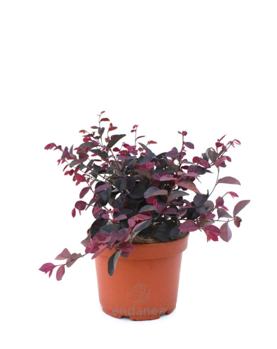 Loropetalum Chinensis Planta de Exterior Otoño-Invierno