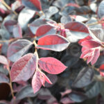 Loropetalum Chinensis Planta de Exterior Otoño-Invierno