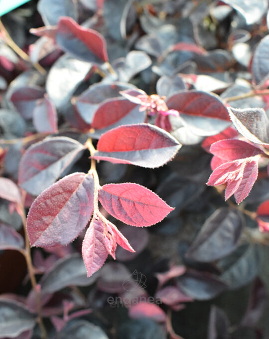 loropetalum-chinensis-planta-de-exterior-detalle-hojas