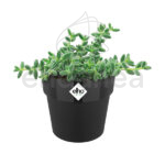 Maceta Elho b.for Original Round Mini Living Black Planta
