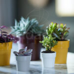 Maceta Elho b.for Original Round Mini White Decoración