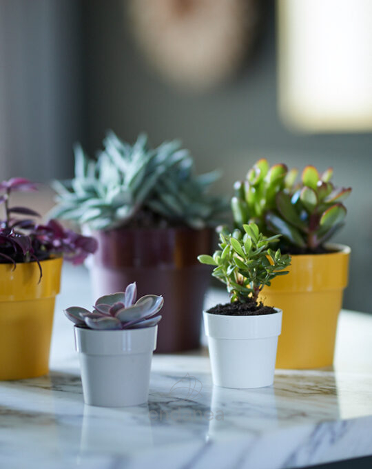 maceta-elho-b-for-original-round-mini-white-deco