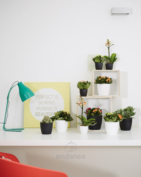 maceta-elho-brussels-round-mini-living-black-decoracion