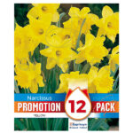 Pack 12 Bulbos Narciso Amarillo
