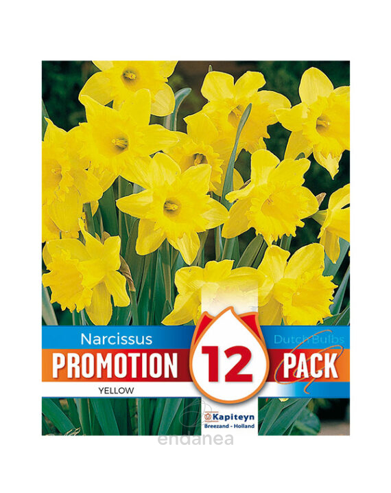 Pack 12 Bulbos Narciso Amarillo