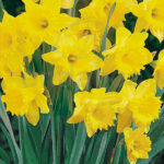 Pack 12 Bulbos Narciso Amarillo Duch Master