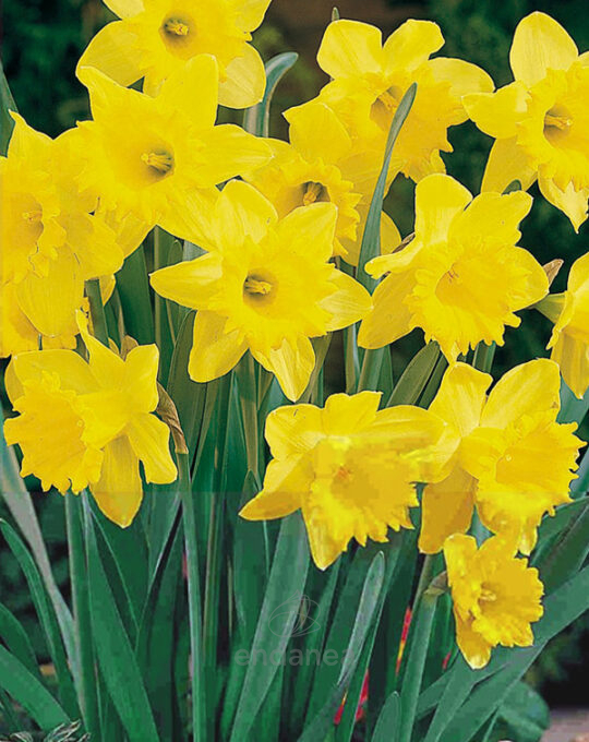 pack-12-bulbos-narcissus-yellow-flores