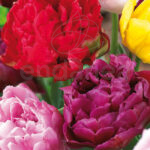 Pack 20 Bulbos Tulipán Doble Tardío