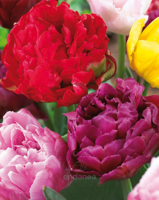 pack-20-bulbos-tulipan-double-late-mixed-colours-flores