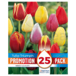 Pack 25 Bulbos Tulipán Triumph Mixed